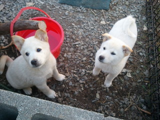 犬2.jpg