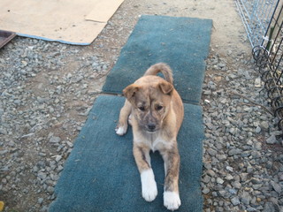 犬3.jpg